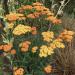 Perene: Achillea millefolium Orange Yarrow - hajdučka trava , slika4
